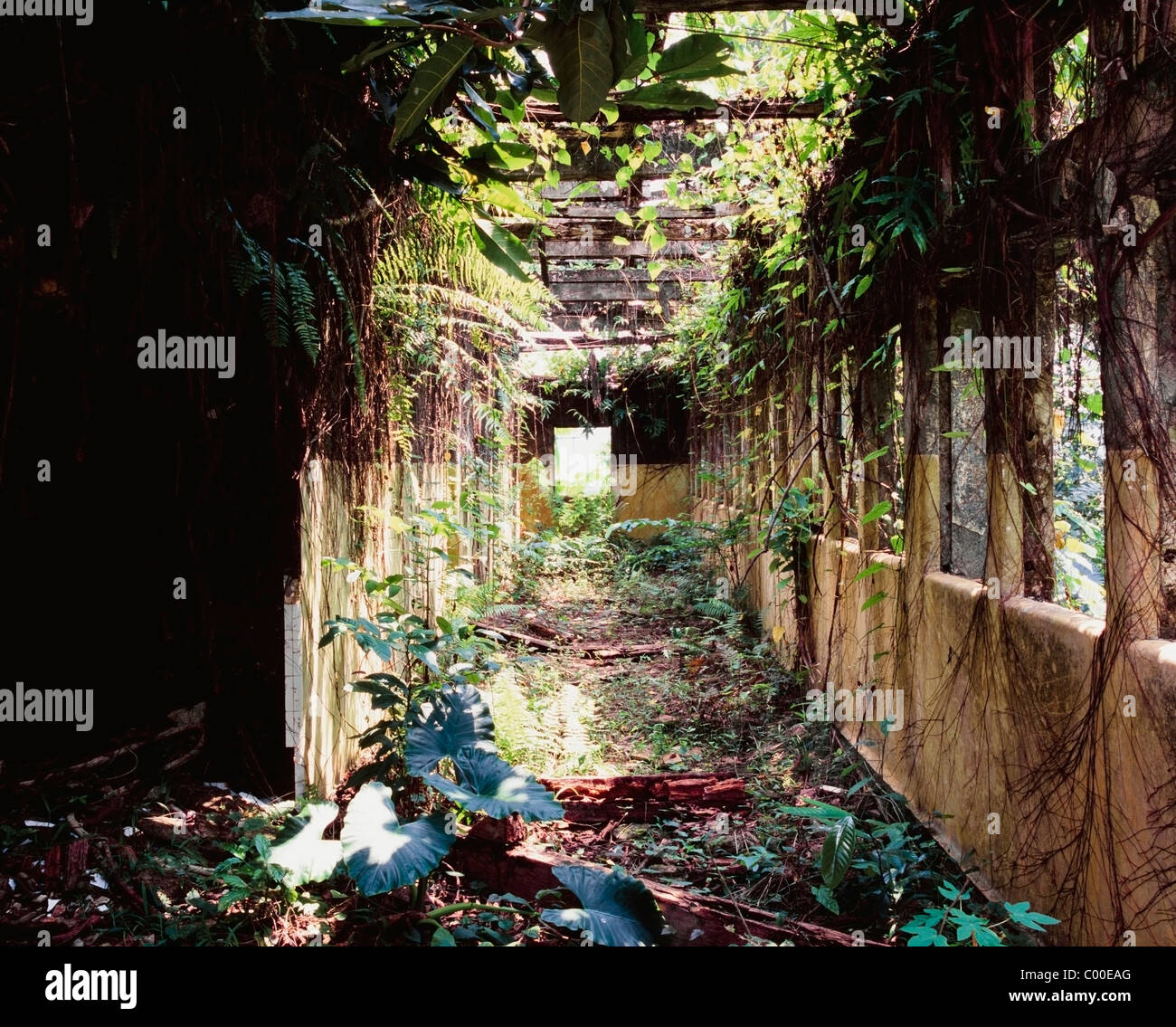 Überwucherten verlassenen Krankenhaus Stockfoto