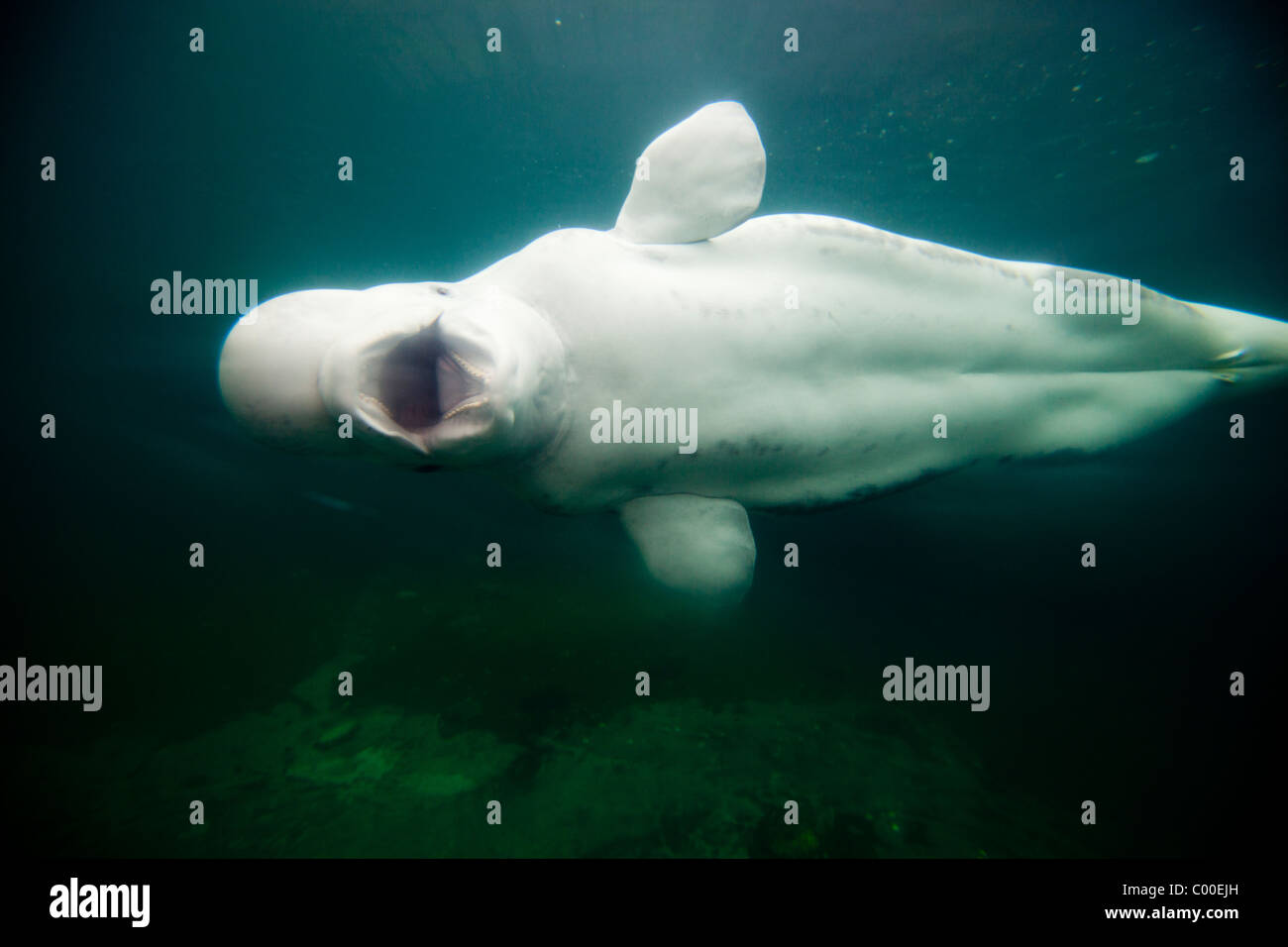 USA, Connecticut, Mystic, Captive Beluga-Wal (Delphinapterus Leucas) schwimmen große Salzwasser-Tank bei Mystic Aquarium Stockfoto