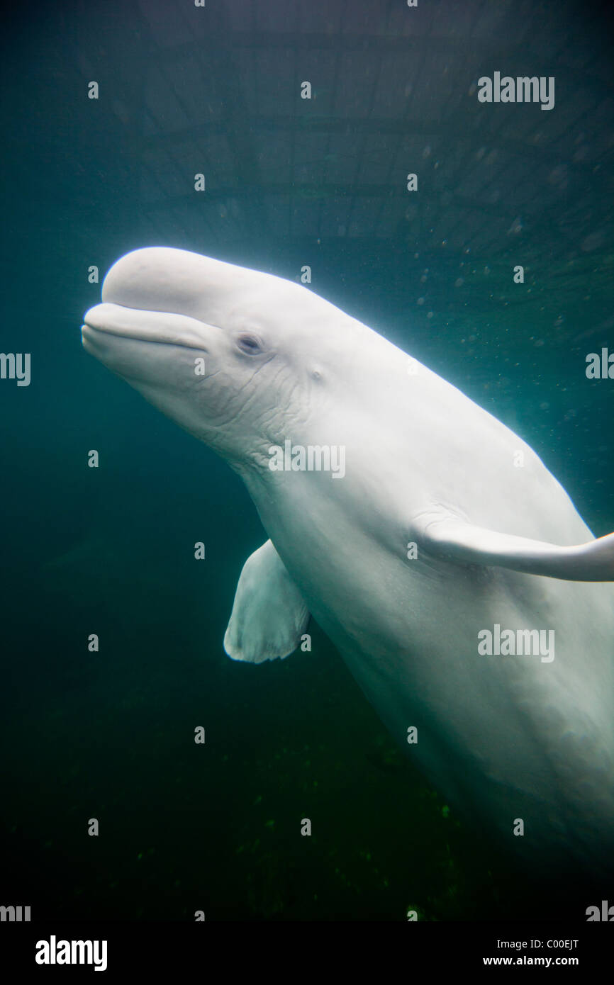 USA, Connecticut, Mystic, Captive Beluga-Wal (Delphinapterus Leucas) schwimmen große Salzwasser-Tank bei Mystic Aquarium Stockfoto