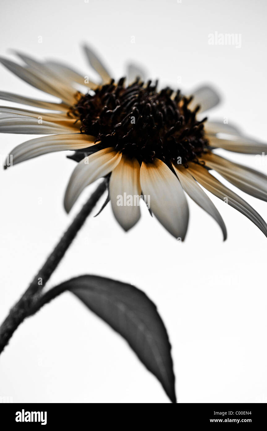 Sonnenblume - Vintage-Look Spezialeffekt Stockfoto