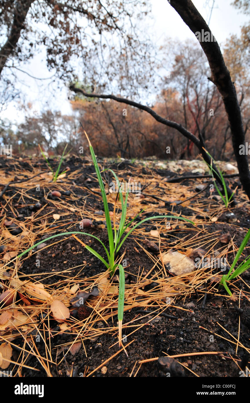 Israel, Carmel Waldbrand. Vegetation ist nach dem Brand regenerieren. Stockfoto