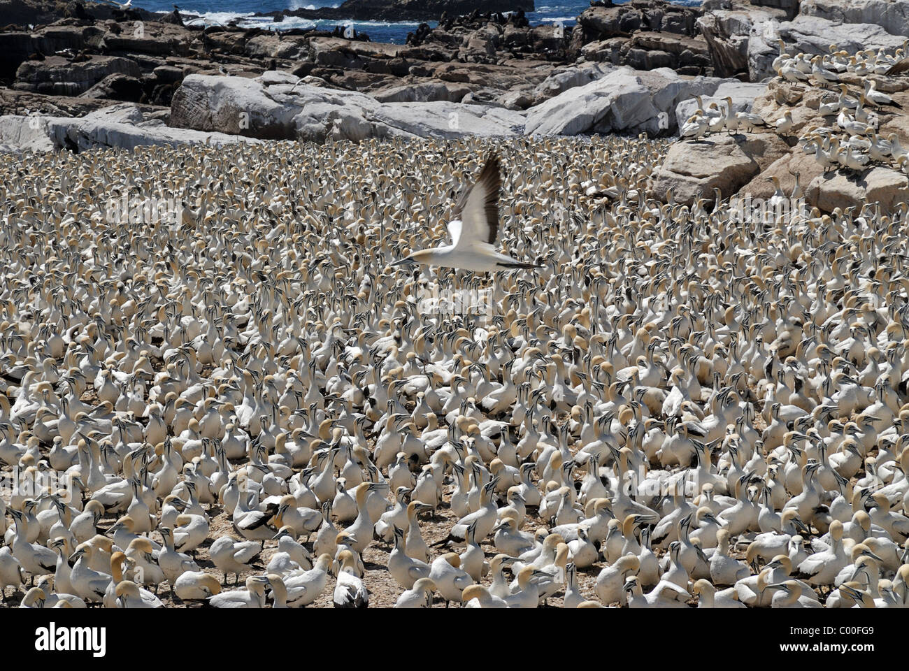 Tölpelkolonie, Lamberts Bay, Südafrika Stockfoto