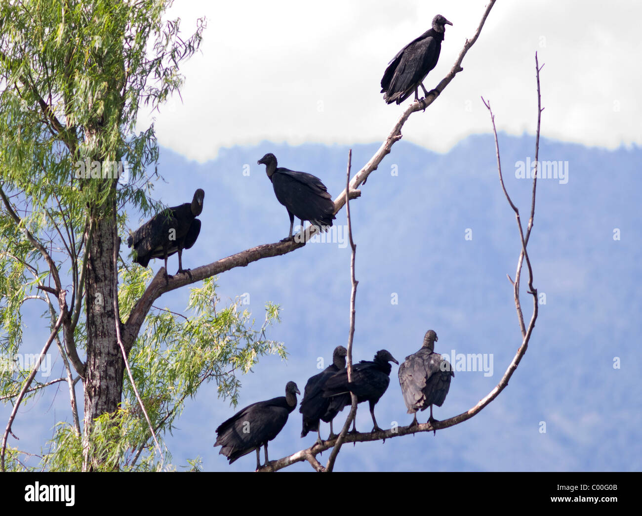 Honduras. Yojoa See. Der amerikanische schwarze Geier. Stockfoto