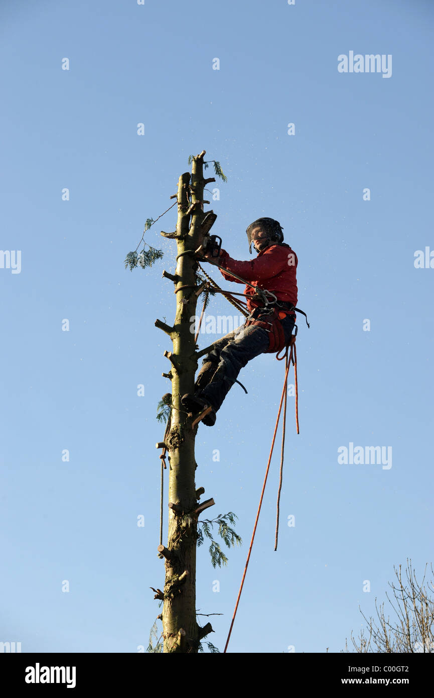 Baumpfleger am Arbeitsplatz England Uk Stockfoto