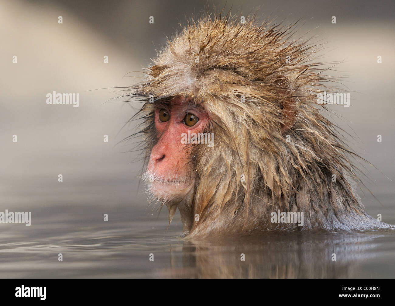 Junge japanische Makaken AKA Snow Monkey am Jigokudani Hotspring in den Bergen in der Nähe von Nagano, Honshu, Japan Stockfoto