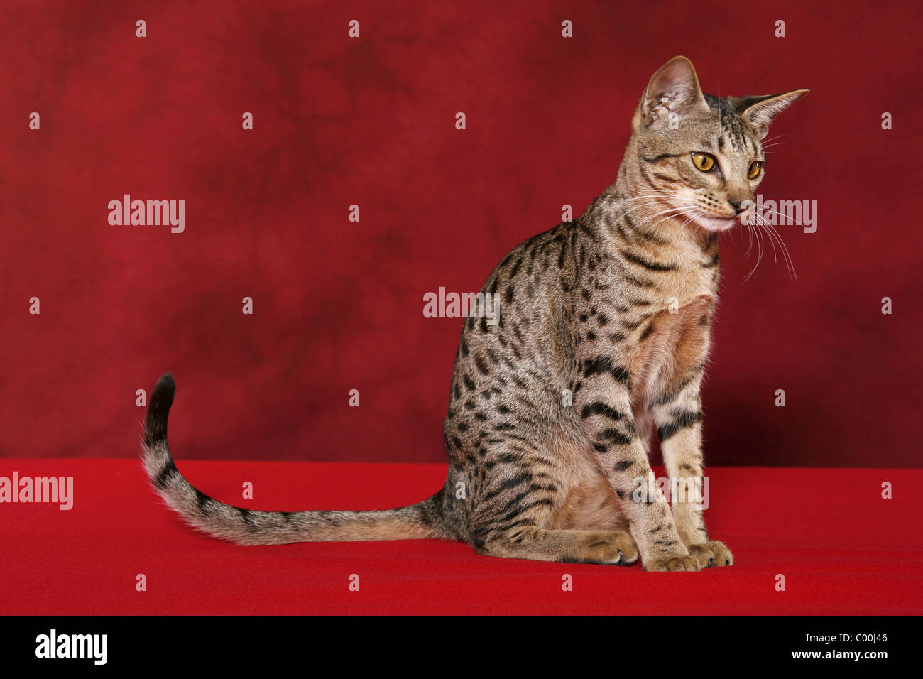 Ocicat Stockfoto