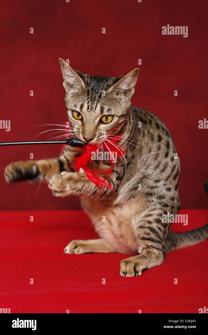 Ocicat Stockfoto