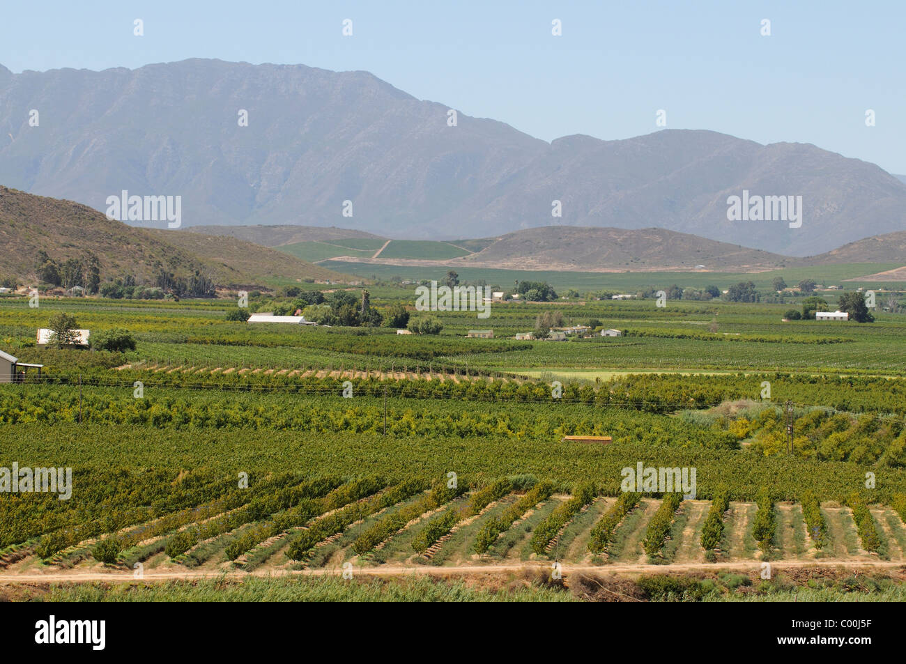 Reben & Weinberge im Breede River Valley in der Nähe von Robertson in der western Cape-Südafrika Stockfoto