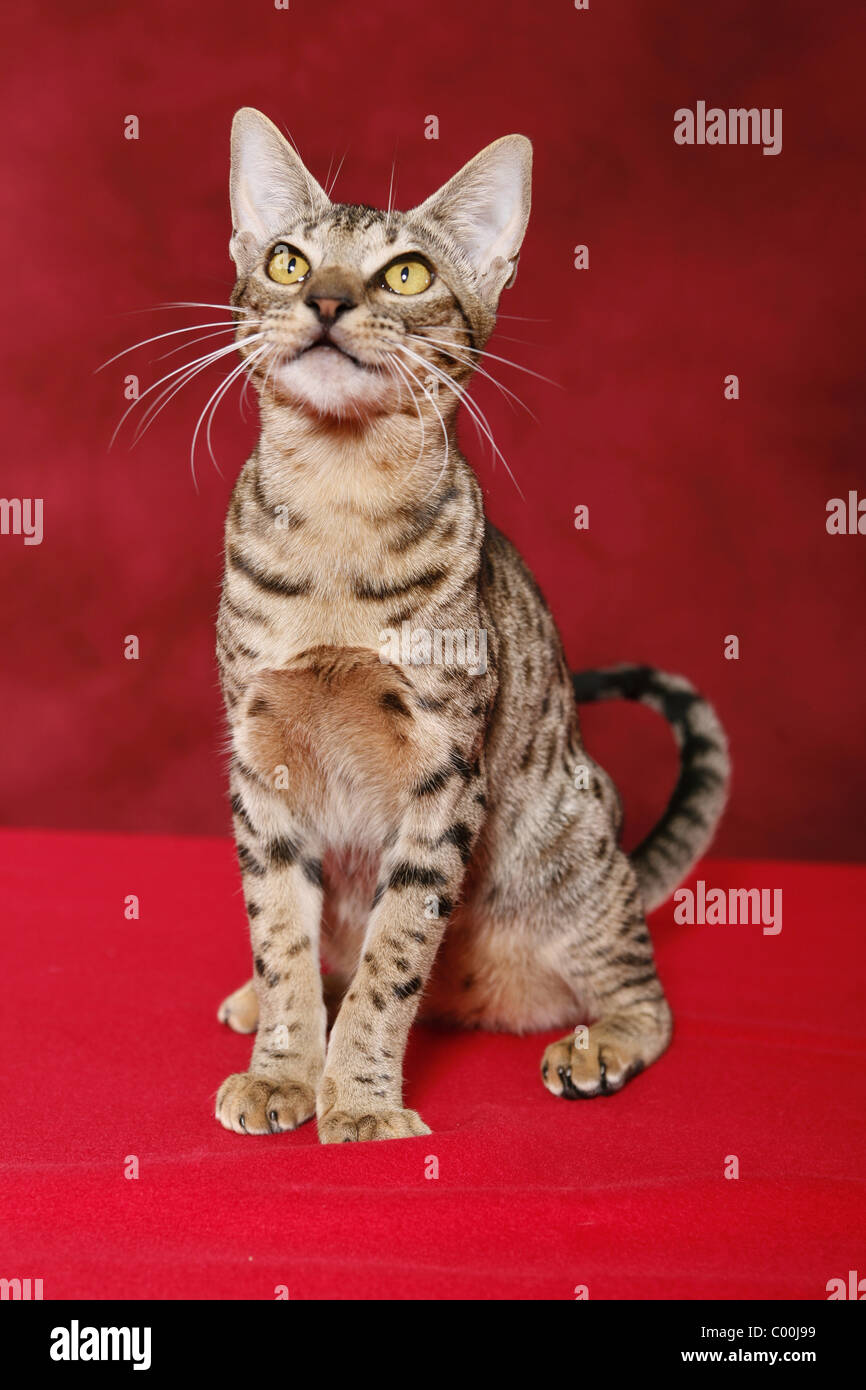 Ocicat Stockfoto