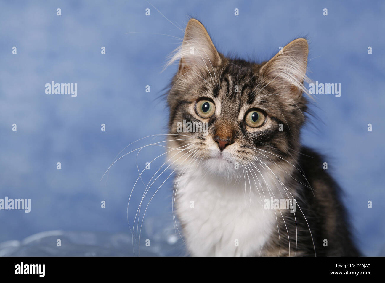 Sibirische Katze Portrait / Sibirische Katze Portrait Stockfoto