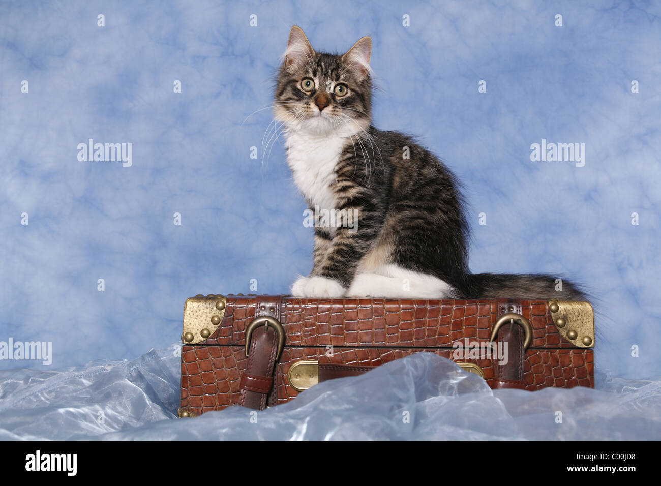 Sitzende Sibirische Katze / Sibirische Katze sitzend Stockfoto