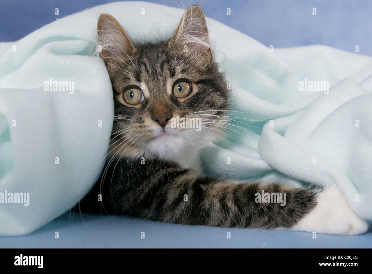 Sibirische Katze / Sibirische Katze Stockfoto