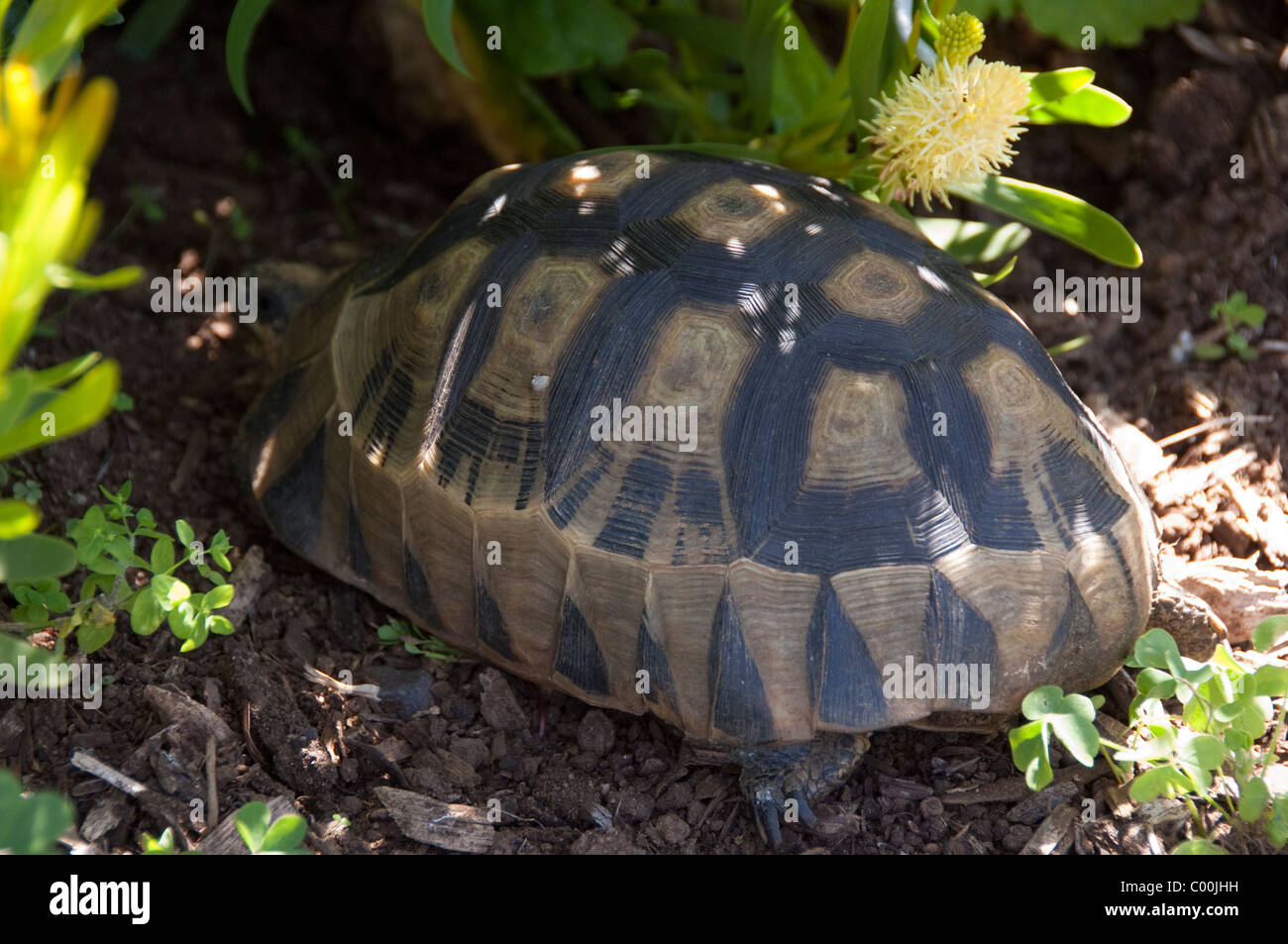 Südafrika, Cape Town, Kirstenbosch National Botanical Garden. Gartenland Schildkröte, wild. Stockfoto