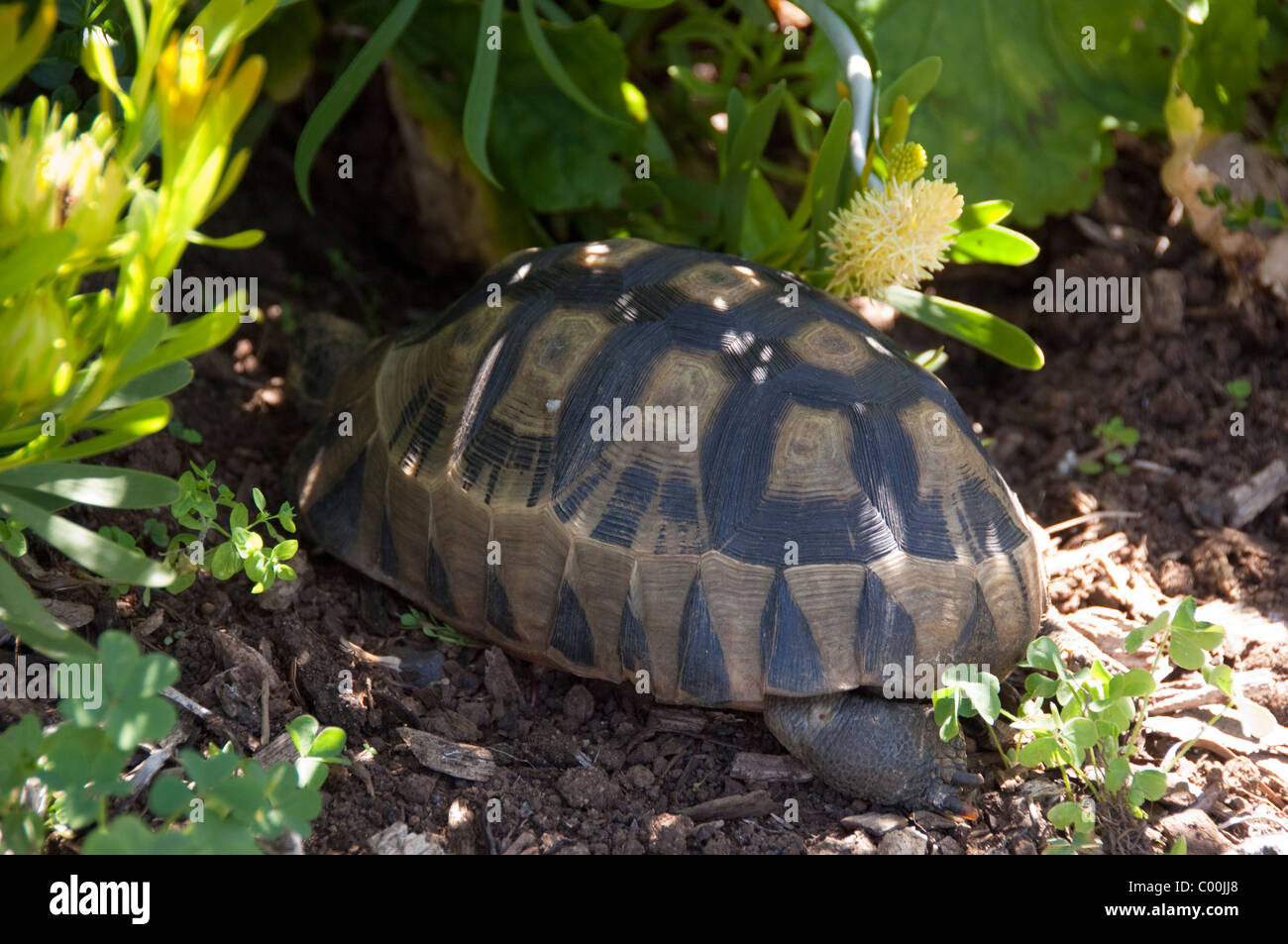 Südafrika, Cape Town, Kirstenbosch National Botanical Garden. Gartenland Schildkröte, wild. Stockfoto