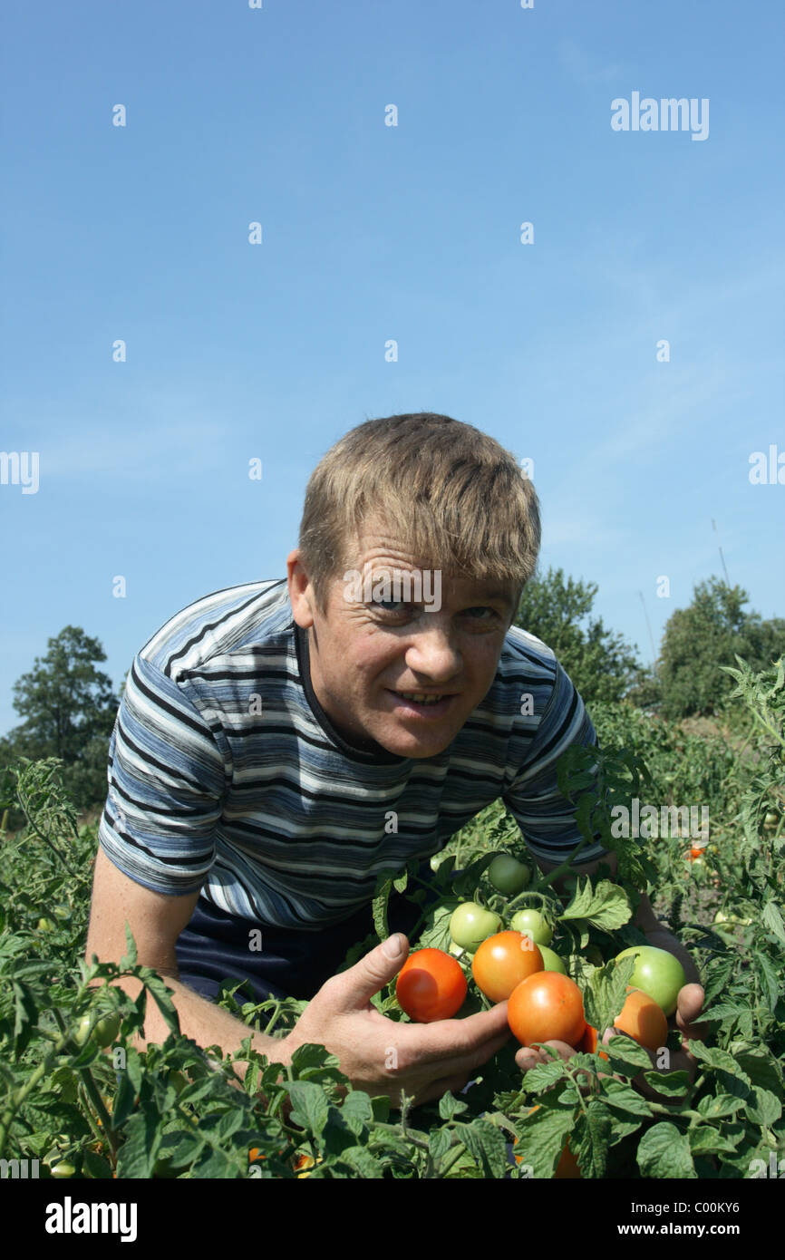 Meine Tomaten. Ich werde ihre eigenen Tomaten selbst. Meine Tomaten lecker und nützlich. Weil sie real. Ganz natürlich! Keine Chemikalien! Stockfoto