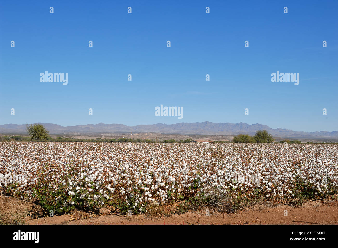 Baumwollanbau in ein Feld im Pima County, Baumwolle Arizona USA, einem der weltweit besten Anbaugebieten. Stockfoto