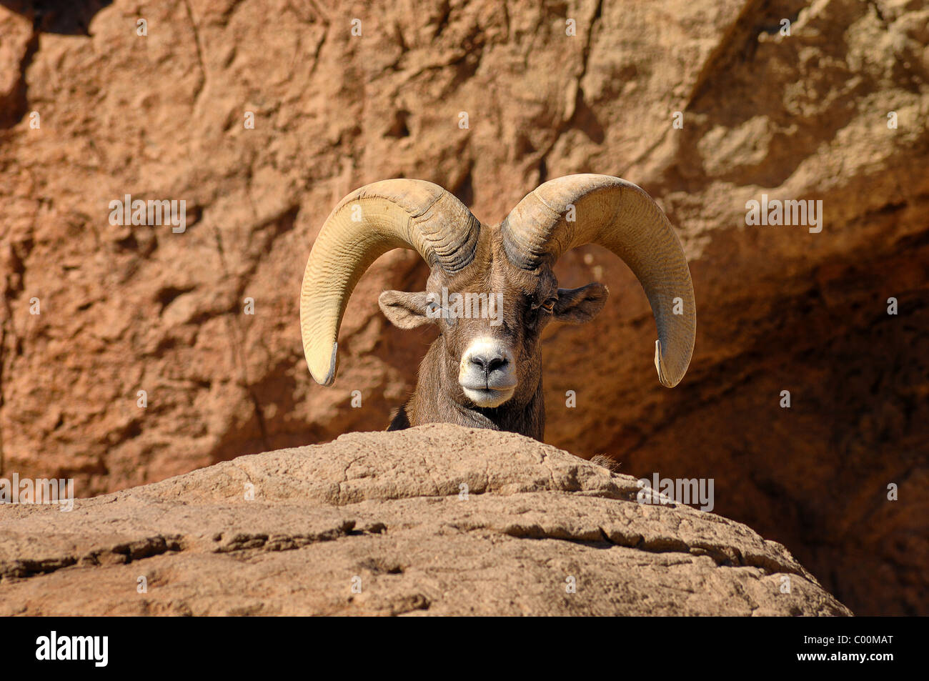 Männlichen Big Hornsheep (Ovis Canadensis) in The Desert Museum in der Nähe von Tucson, Arizona, Vereinigte Staaten von Amerika Stockfoto