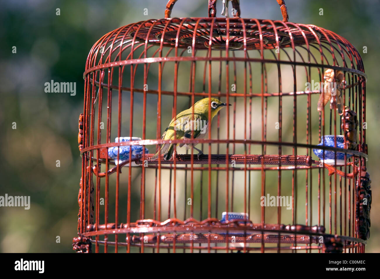 China, Hong Kong, Song Vogel in Metall-Käfig Stockfoto