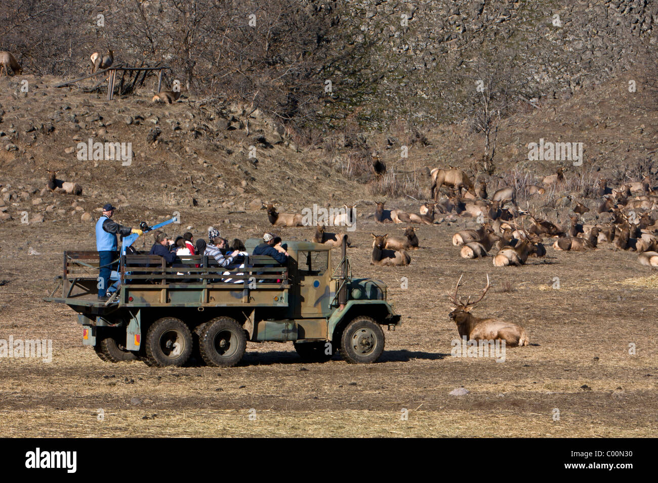 Ein Tour-Truck nimmt Besucher näher an die Herde der Rocky Mountain Elk im Oak Creek Wildlife Refuge in der Nähe von Naches, Washington. Stockfoto