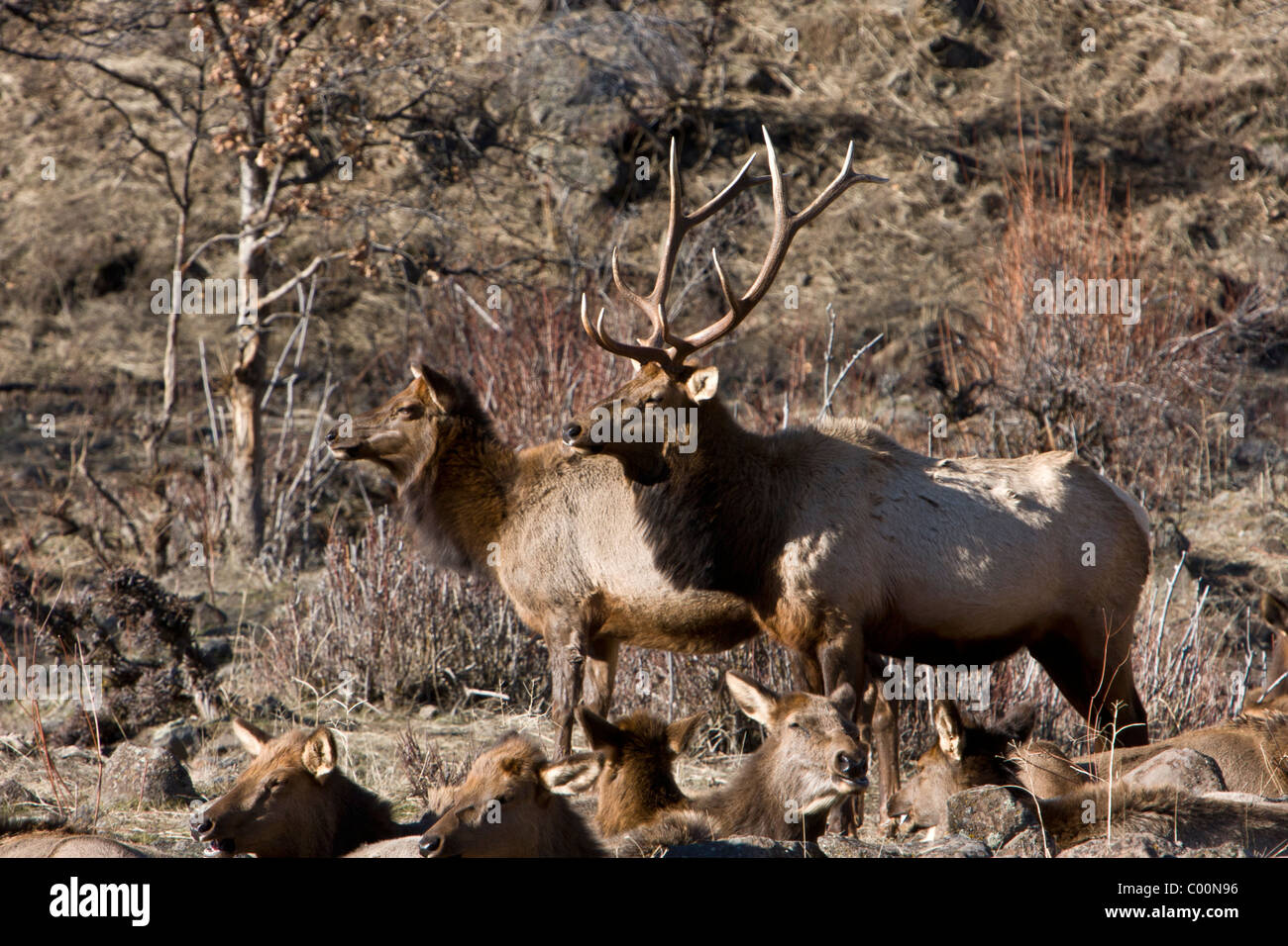 Rocky Mountain Elk im Oak Creek Wildlife Refuge in der Nähe von Naches, Washington. Stockfoto