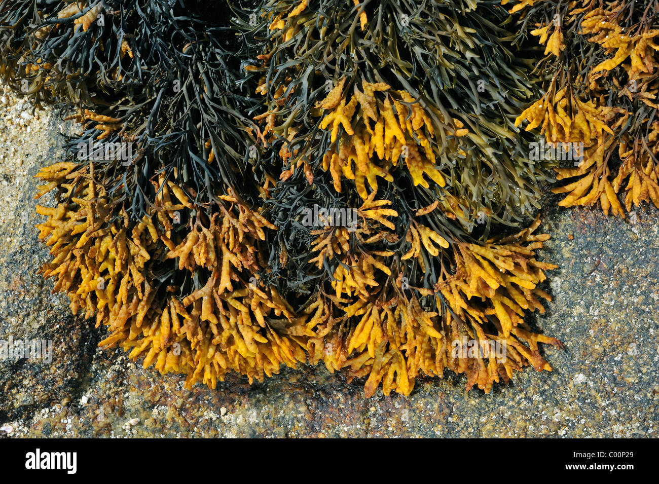 Die Algen fließen / Kanal Wrack (Pelvetia Rinnentang) auf Felsen bei Ebbe freigelegt Stockfoto
