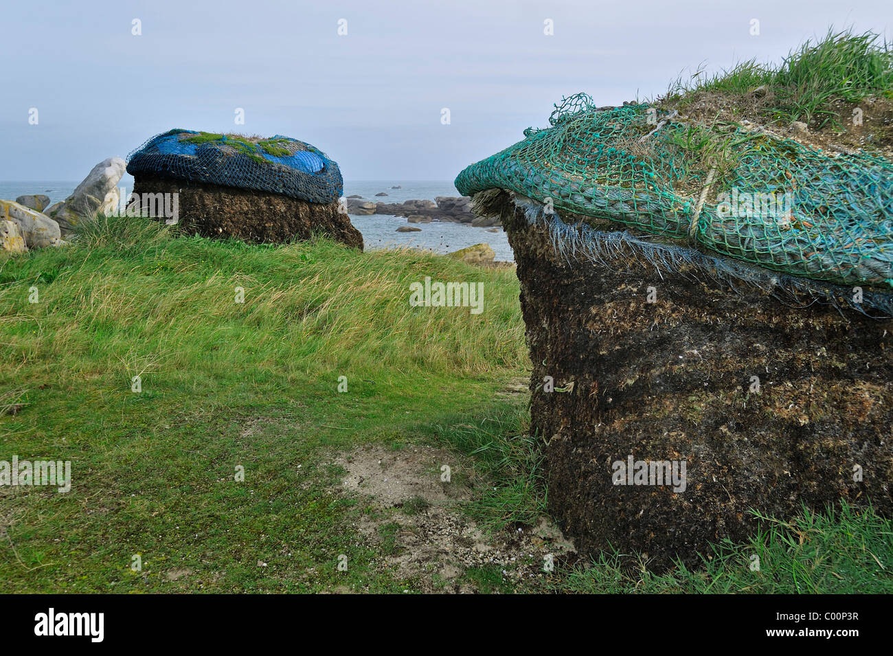 Haufen von geernteten Algen, trocknen zu Soda für die Produktion von Jod, Menez Ham, Kerlouan, Finistère, Bretagne, Frankreich Stockfoto