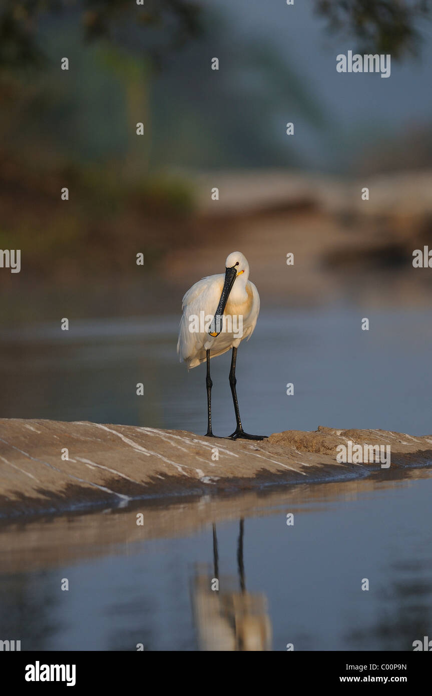 Eine eurasische Löffler (Platalea Leucorodia) steht auf einer Insel in einem Fluss mit schöner Umgebung Stockfoto