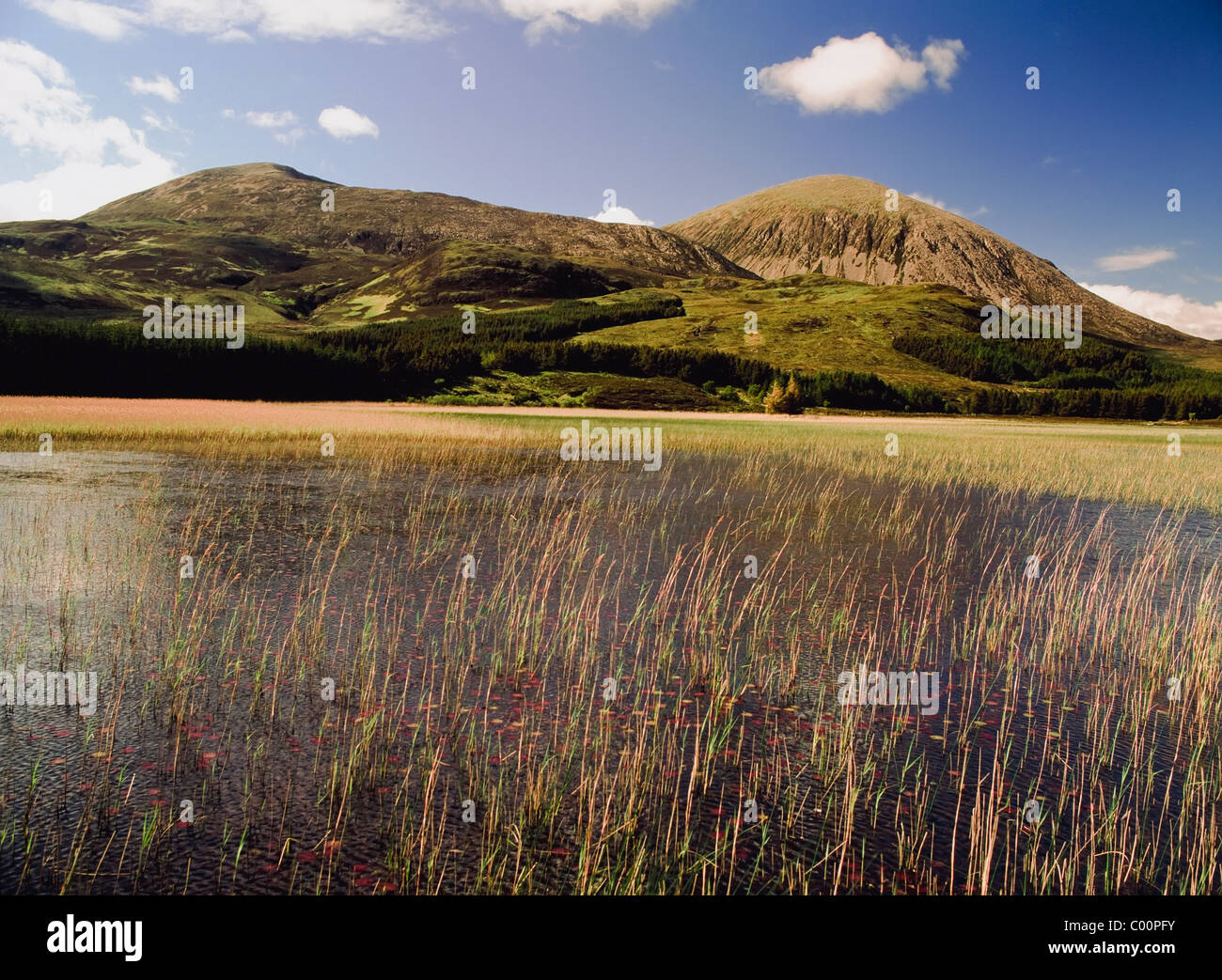 Feuchtgebiete mit Hügeln im Hintergrund Stockfoto
