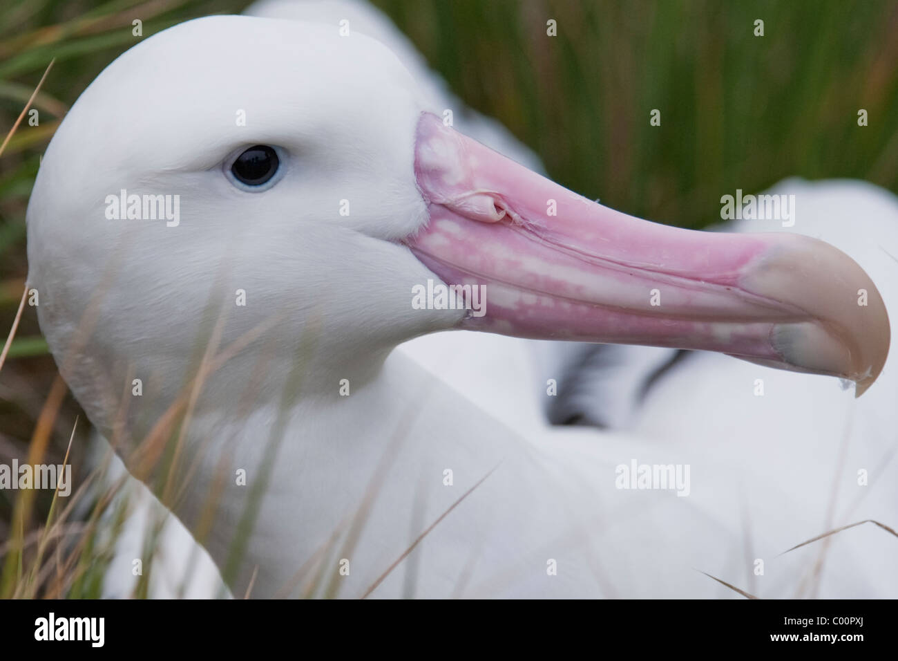 Fragen, Albatros (Diomedea Exulans) Porträt der Altvogel. Südgeorgien, Süd-Atlantik. Stockfoto