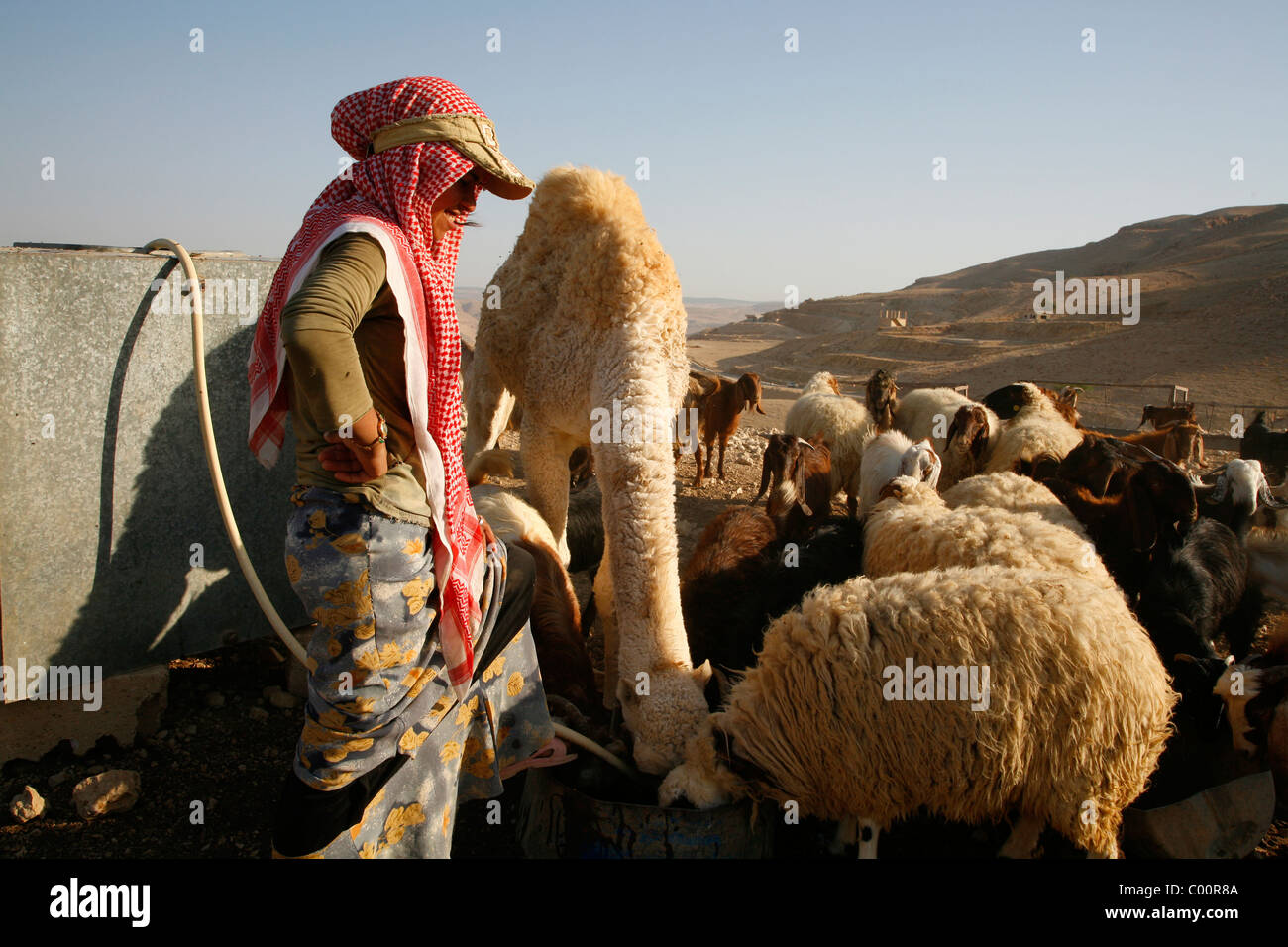 Beduinenmädchen Fütterung, Kamelen und Ziegen in einem Camp in der Nähe von Mount Nebo, Jordanien. Stockfoto