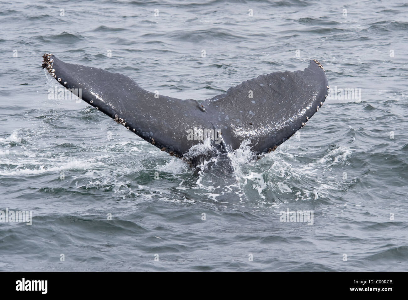 Buckelwal (Impressionen Novaeangliae) erwachsenen Tier wegzuwerfen. Monterey, Kalifornien, Pacific Ocean. Stockfoto