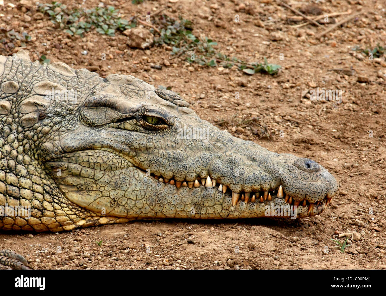 Krokodil Stockfoto