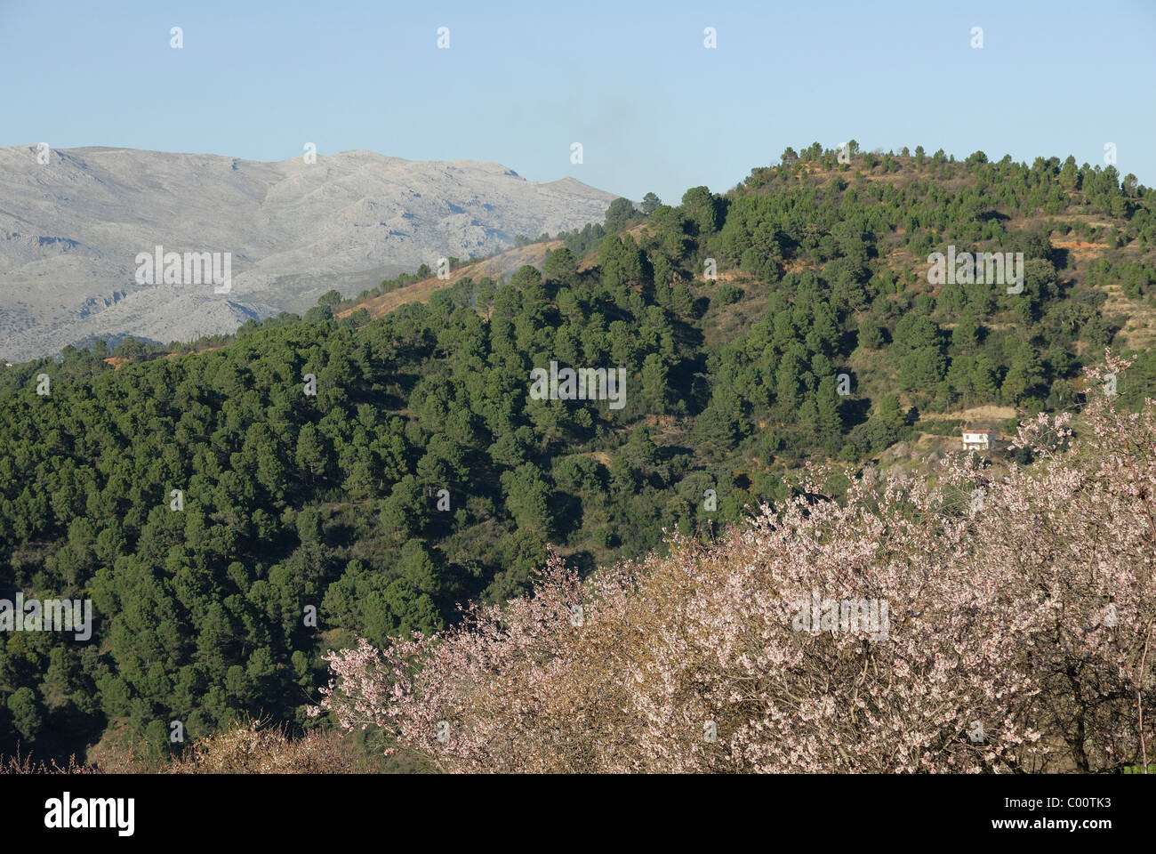 Andalucia-Mandel-Bäume und Berge in der Nähe von Ronda Stockfoto