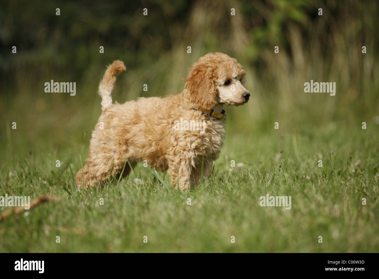 Pudel Welpe / Pudel Welpen Stockfoto