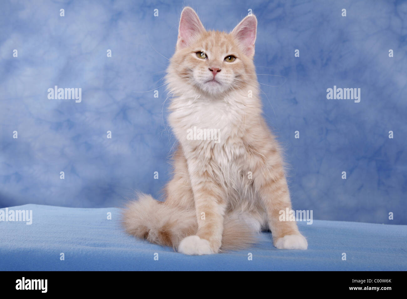 Sibirische Katze / sibirischen Wald Katze Stockfoto