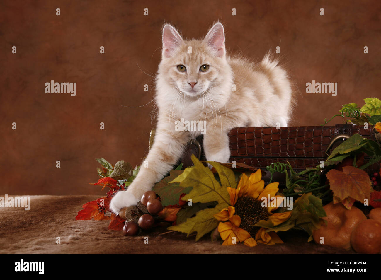 Sibirische Katze / sibirischen Wald Katze Stockfoto