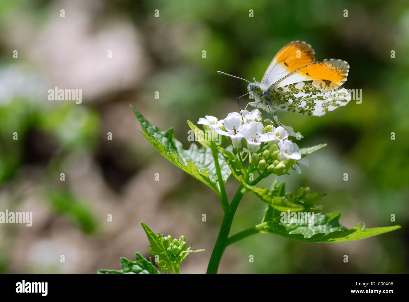 Männliche orange Spitze Schmetterling (Anthocharis Cardamines) Fütterung auf Blume weiß Knoblauchsrauke (Alliaria Petiolata) Stockfoto