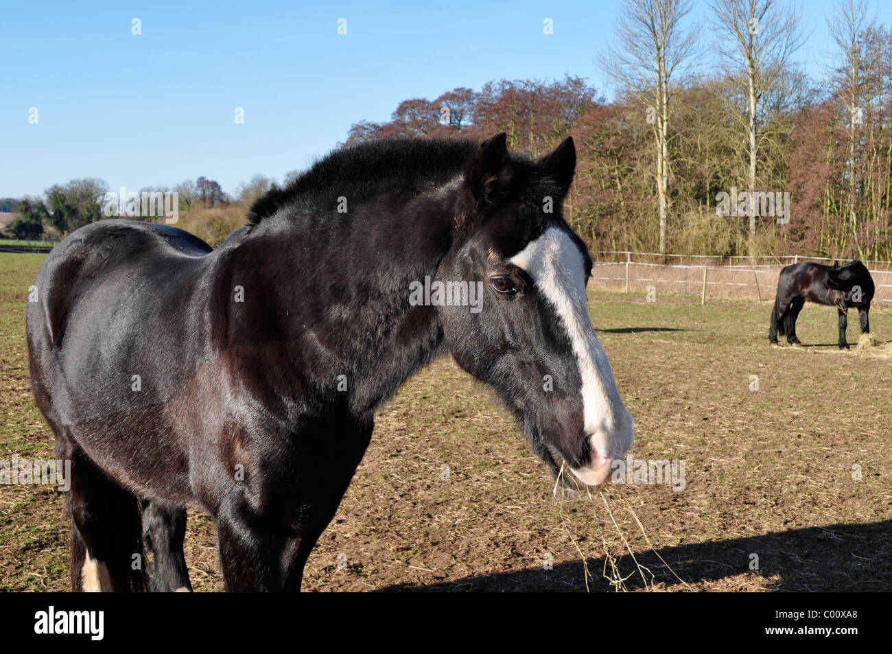 Showpferde genießen Heu im zeitigen Frühjahr, Ionen-Weide hell Stockfoto