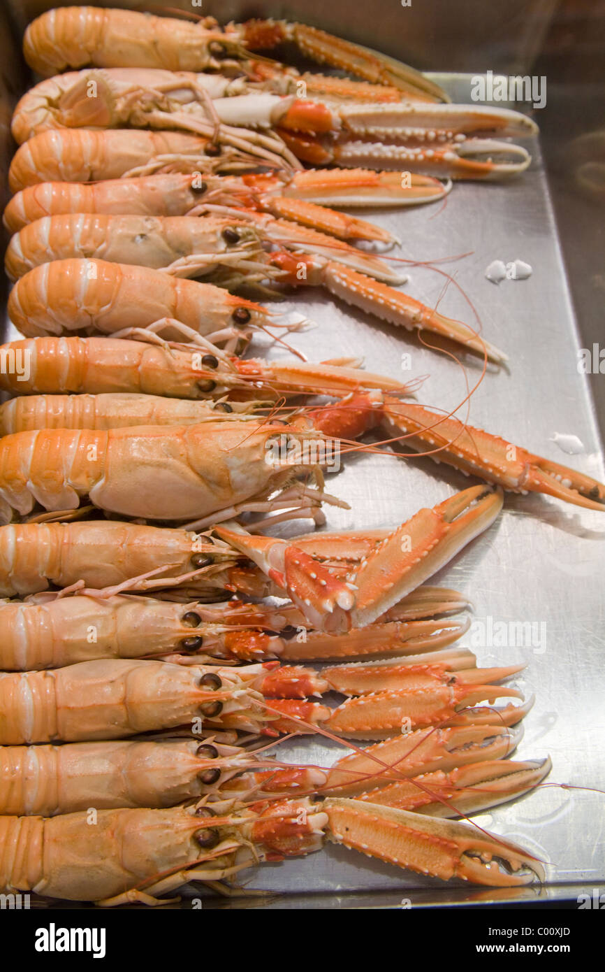Nephrops Norvegicus Kaisergranat Dublin Bay Garnelen Scampi Stockfoto