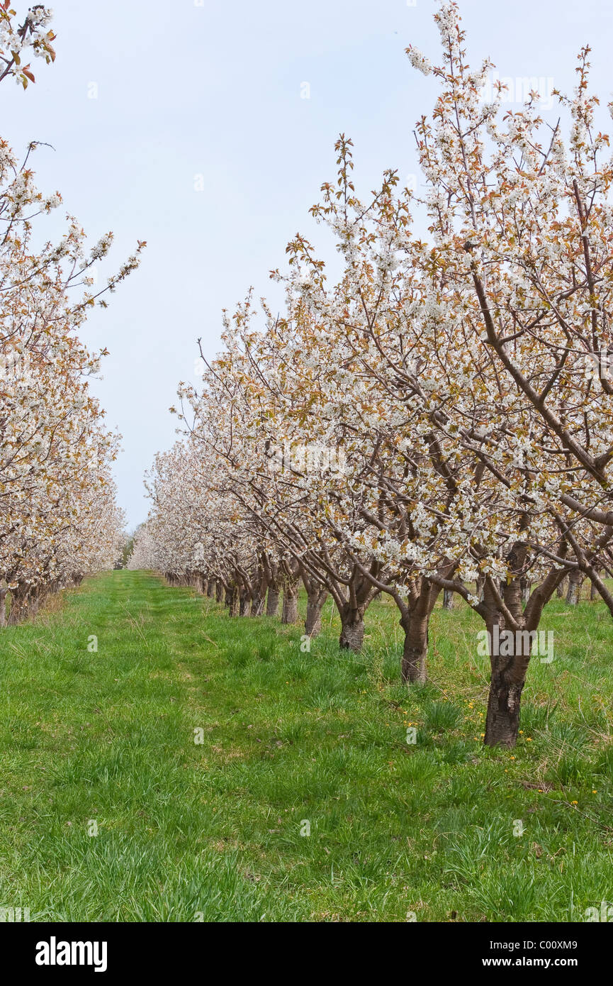 Kirschblüten im Mason county, Michigan Obstplantagen Frühling. Stockfoto