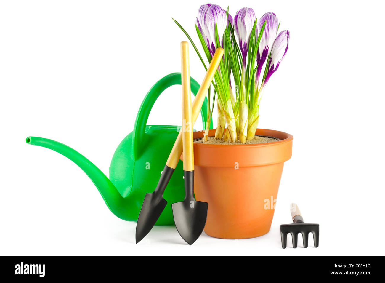 Blühen Violette Krokusse in Terrakotta-Blumentopf und Gartengeräte auf weißem Hintergrund Stockfoto Blühen Violette Krokusse in Terrakotta-Blumentopf und Gartengeräte auf weißem Hintergrund Stockfoto