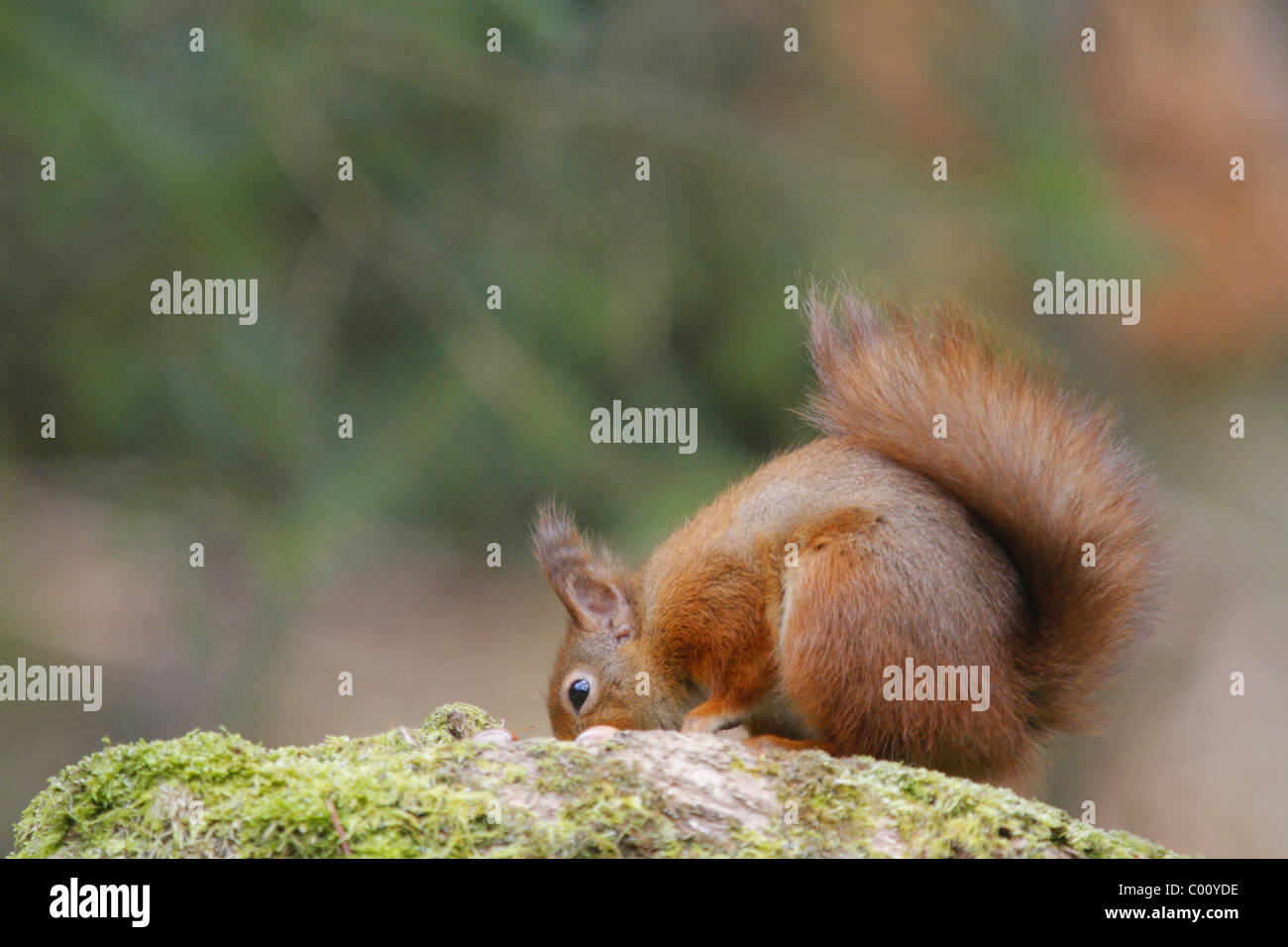 Eichhörnchen (Sciurus Vulgaris), die auf der Suche nach Nahrung in den Wald, Hochland, Schottland, Großbritannien Stockfoto
