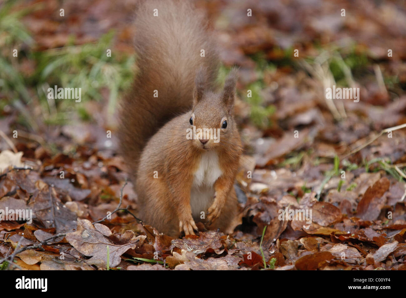 Eichhörnchen (Sciurus Vulgaris) in den Wald, Hochland, Schottland, Großbritannien Stockfoto