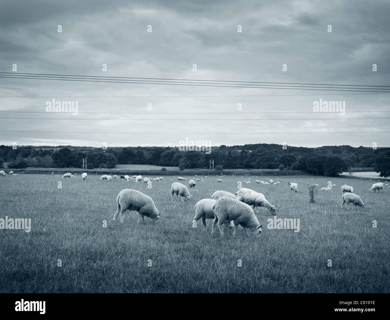 Schafbeweidung auf einem Feld in der Dämmerung in Cheshire Farm Land moulton Stockfoto