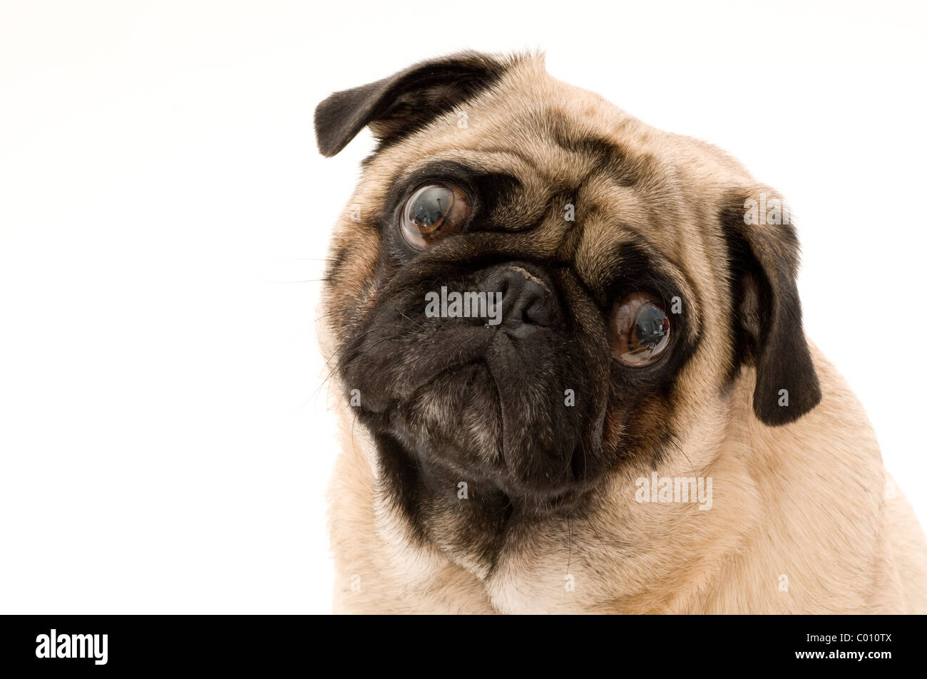 Süße Mops mit geneigtem Kopf, vor weißem Hintergrund isoliert. Stockfoto