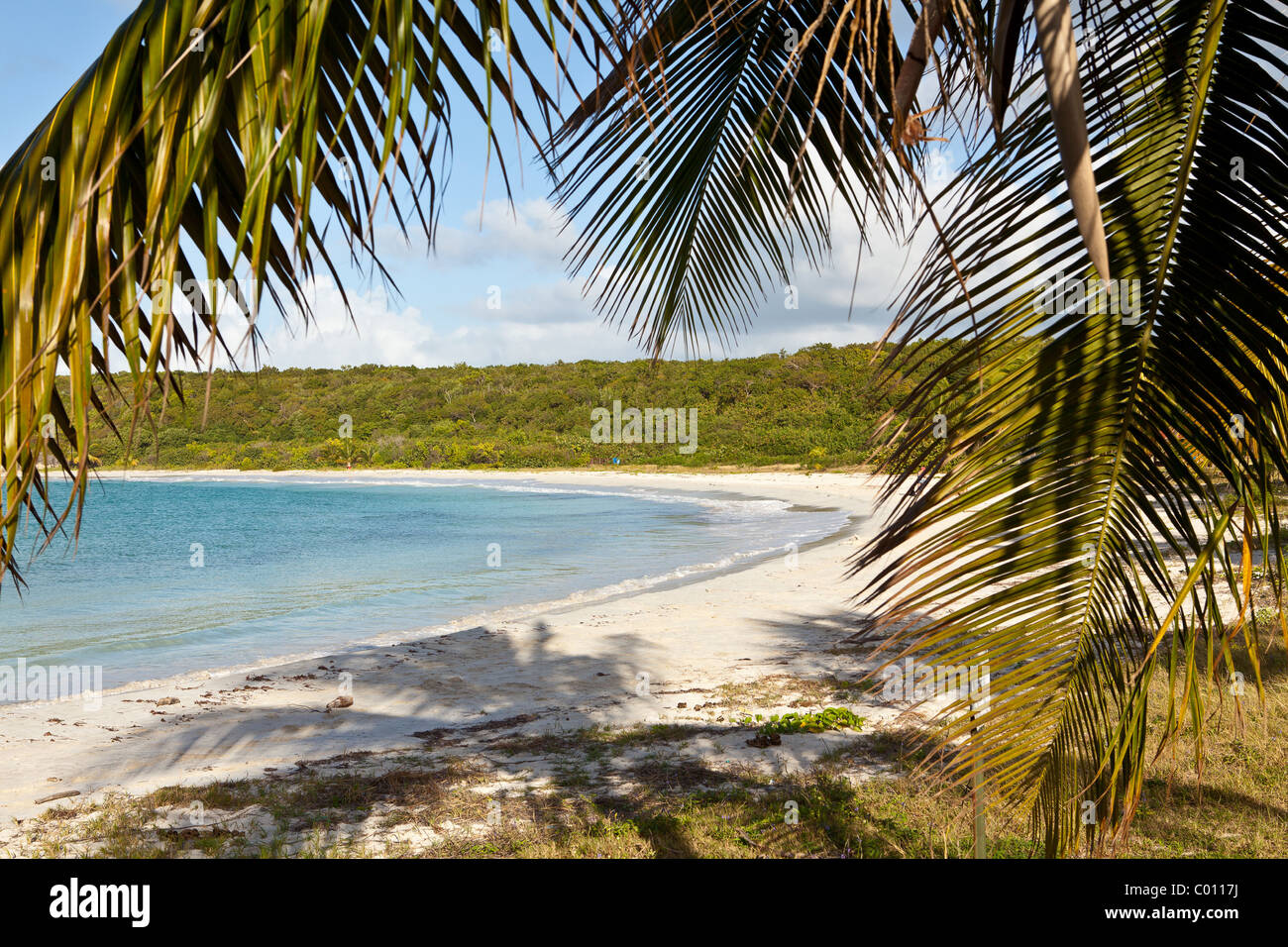 Red Beach (Playa Caracas) und Kokospalmen in Vieques Island, Puerto Rico. Stockfoto