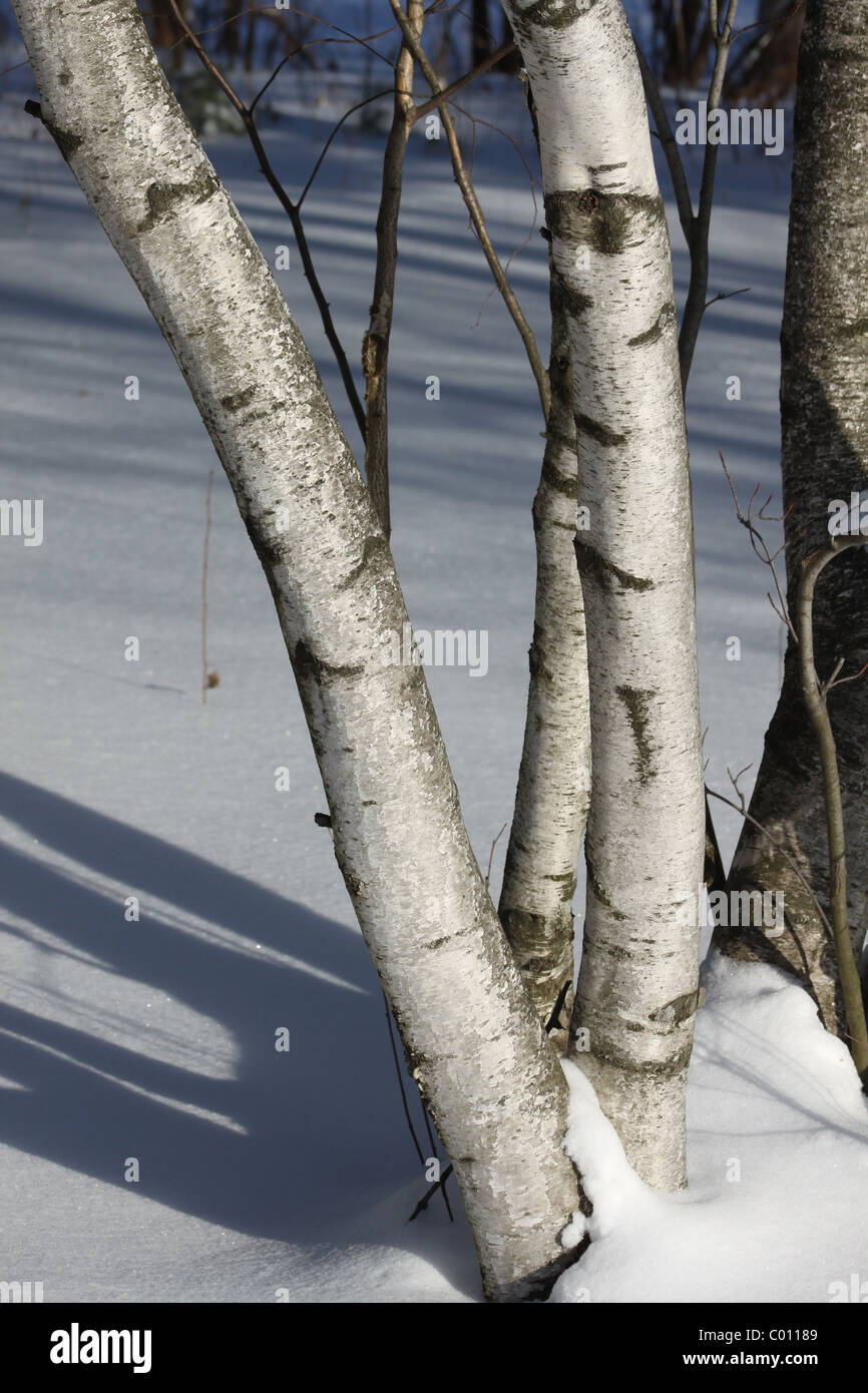 Weiße Birken im Schnee im winter Stockfoto