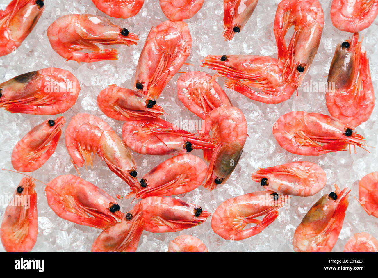 Foto von frische ganze Garnelen oder Shrimps auf crushedIce Stockfotografie Alamy