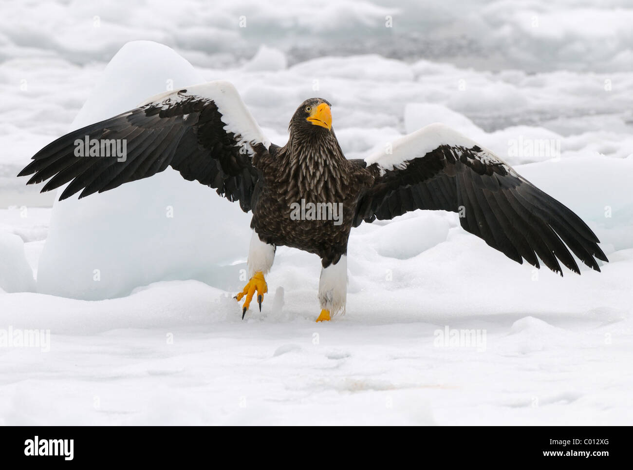 Stellers Seeadler auf dem schwimmenden Eis am Ochotskischen Meer im Nord-Osten von Hokkaido, Japan Stockfoto