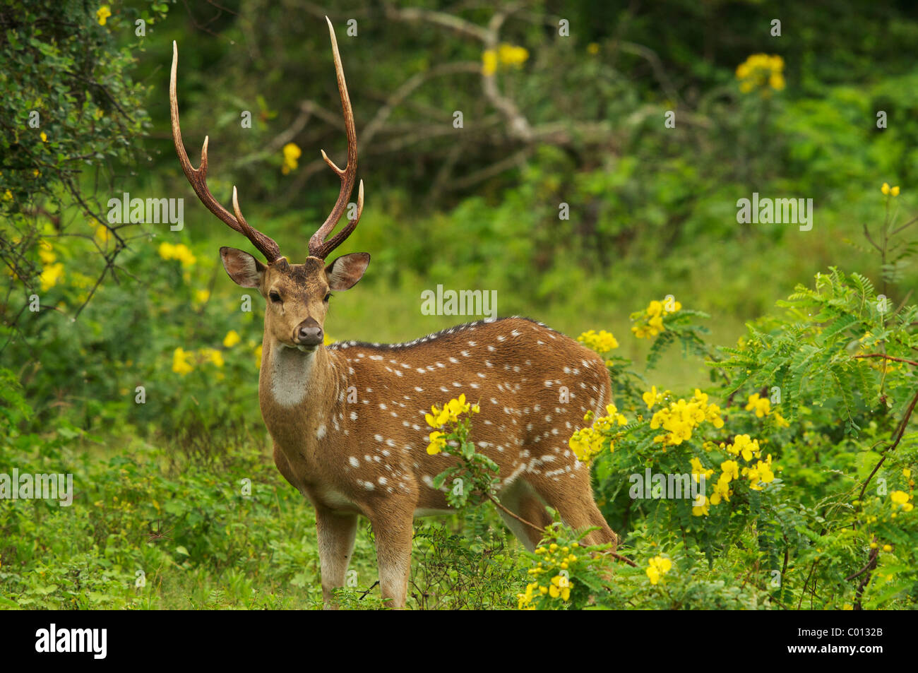 Eine männliche Hirsche Yala-Nationalpark Sri Lanka entdeckt Stockfoto
